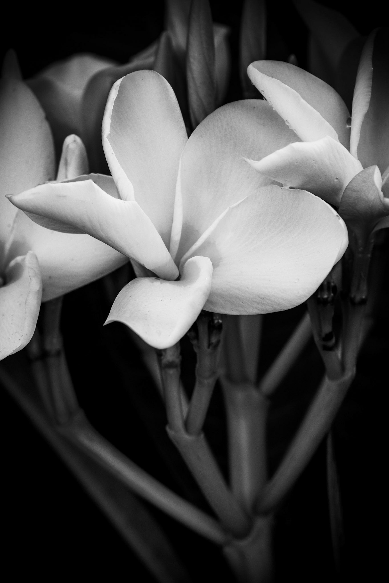 Plumeria in Black and White