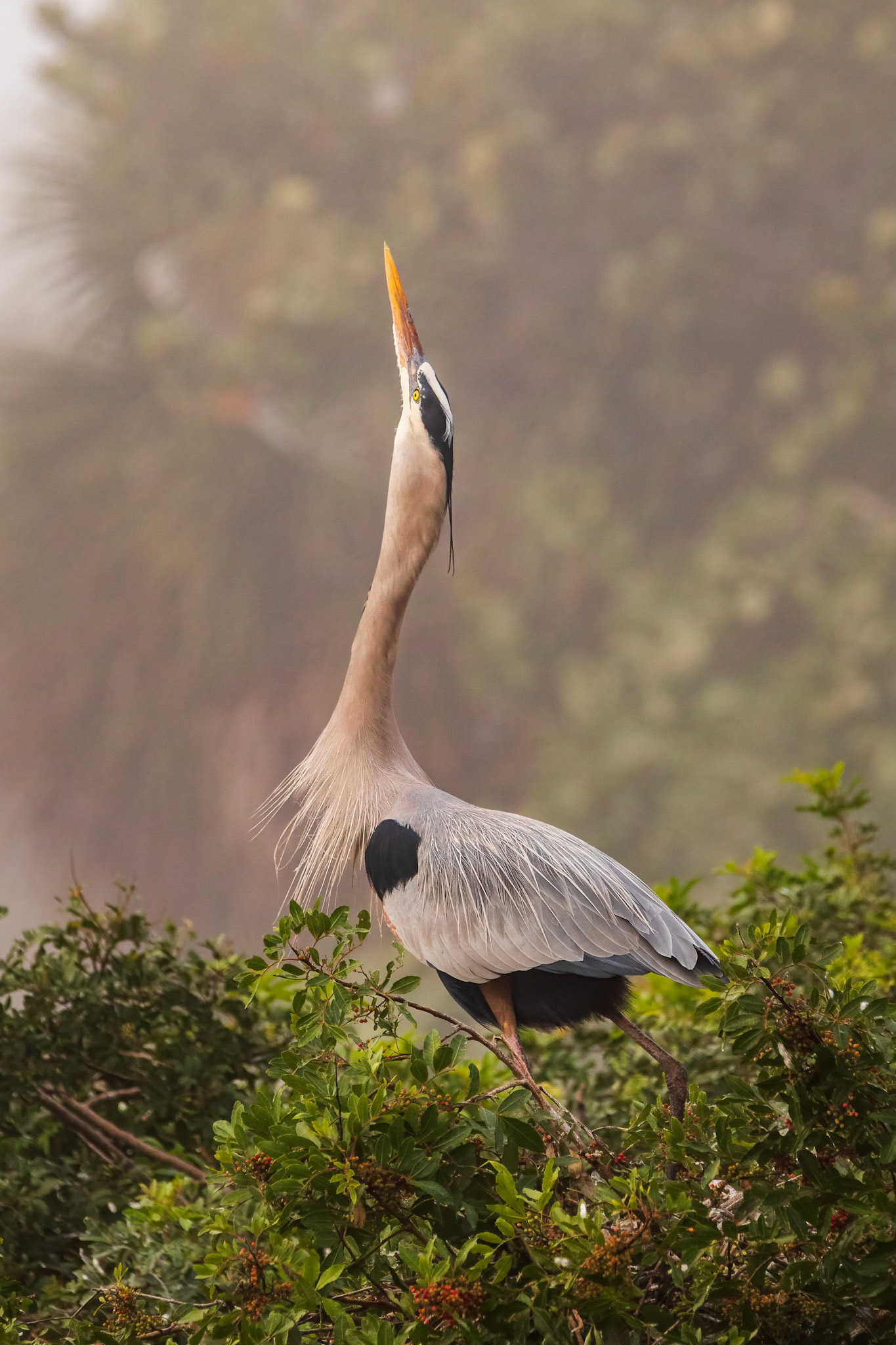 Looking Up - Great Blue Heron
