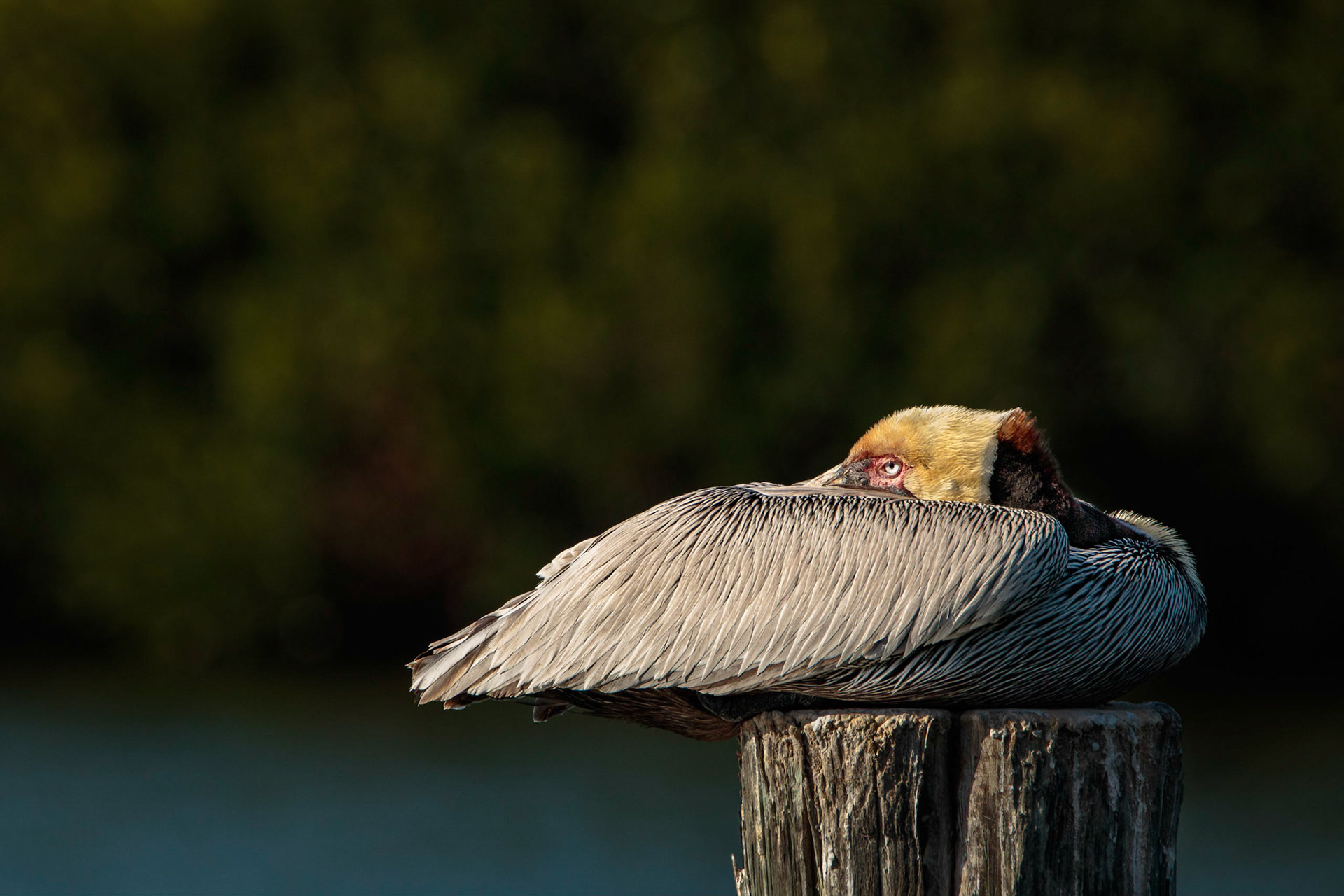 Brown Pelican Resting on a Dock Post