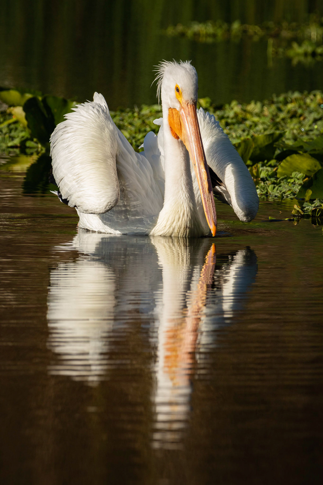 American White Pelican Reflecting
