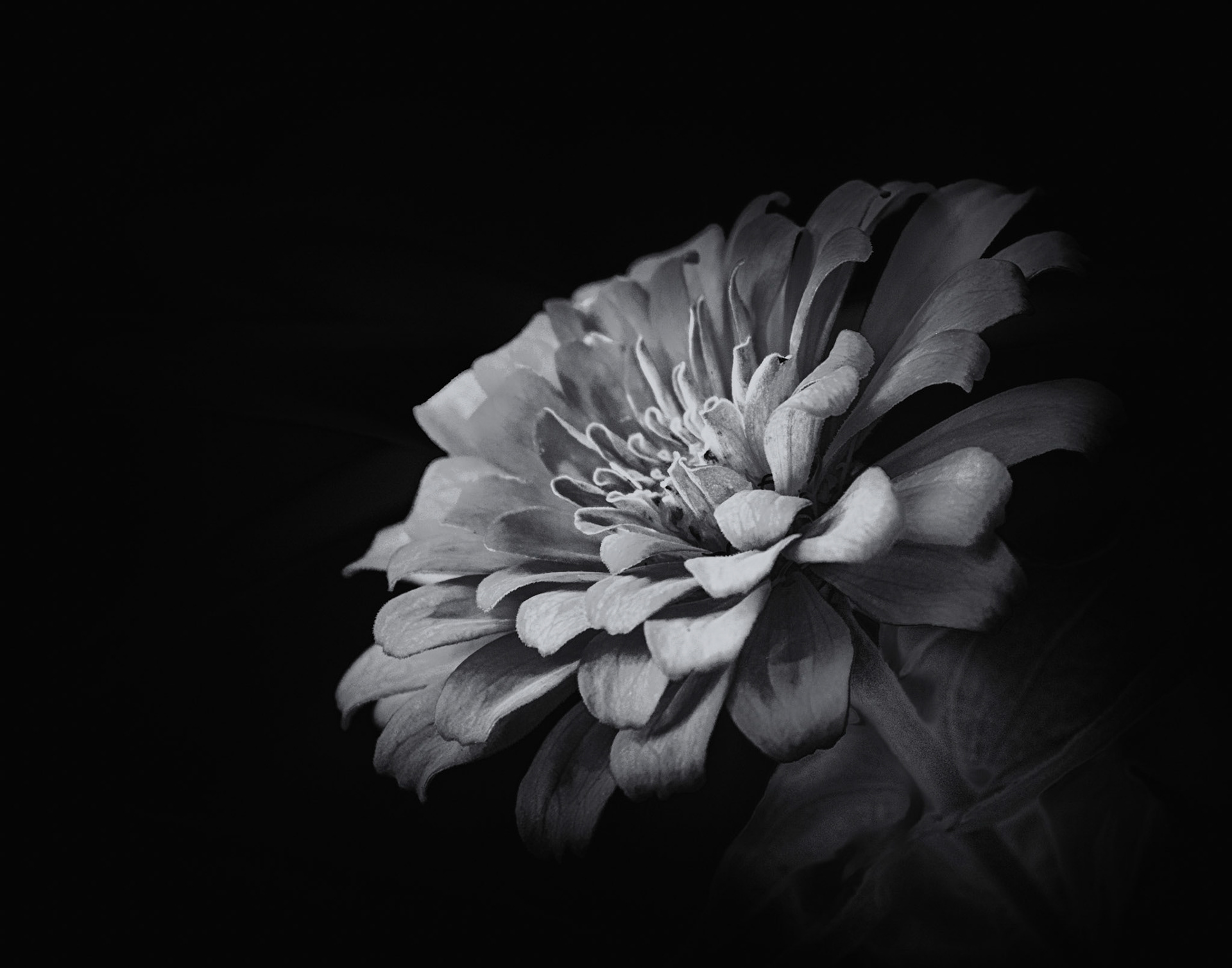 Zinnia in Black and White