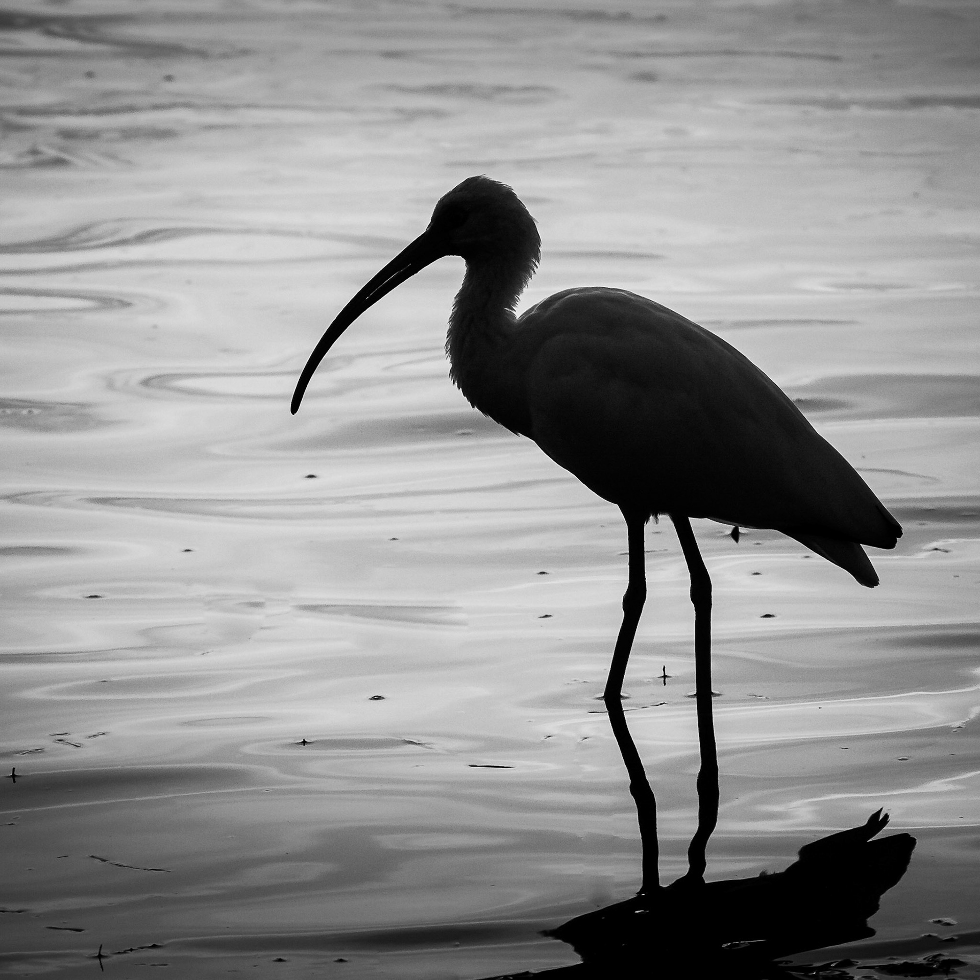 Ibis Silhoutte