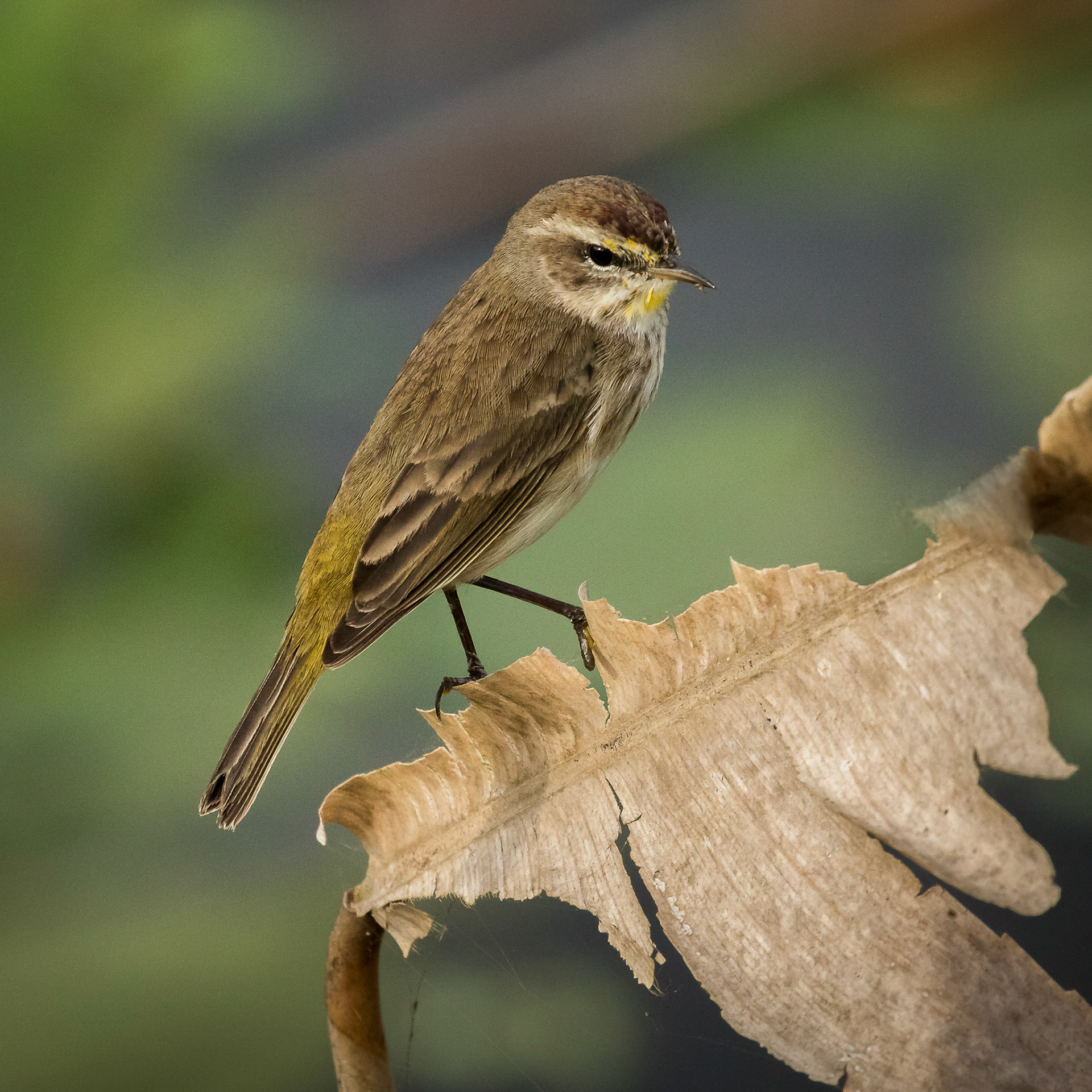 Yellow-Rumped-Warbler