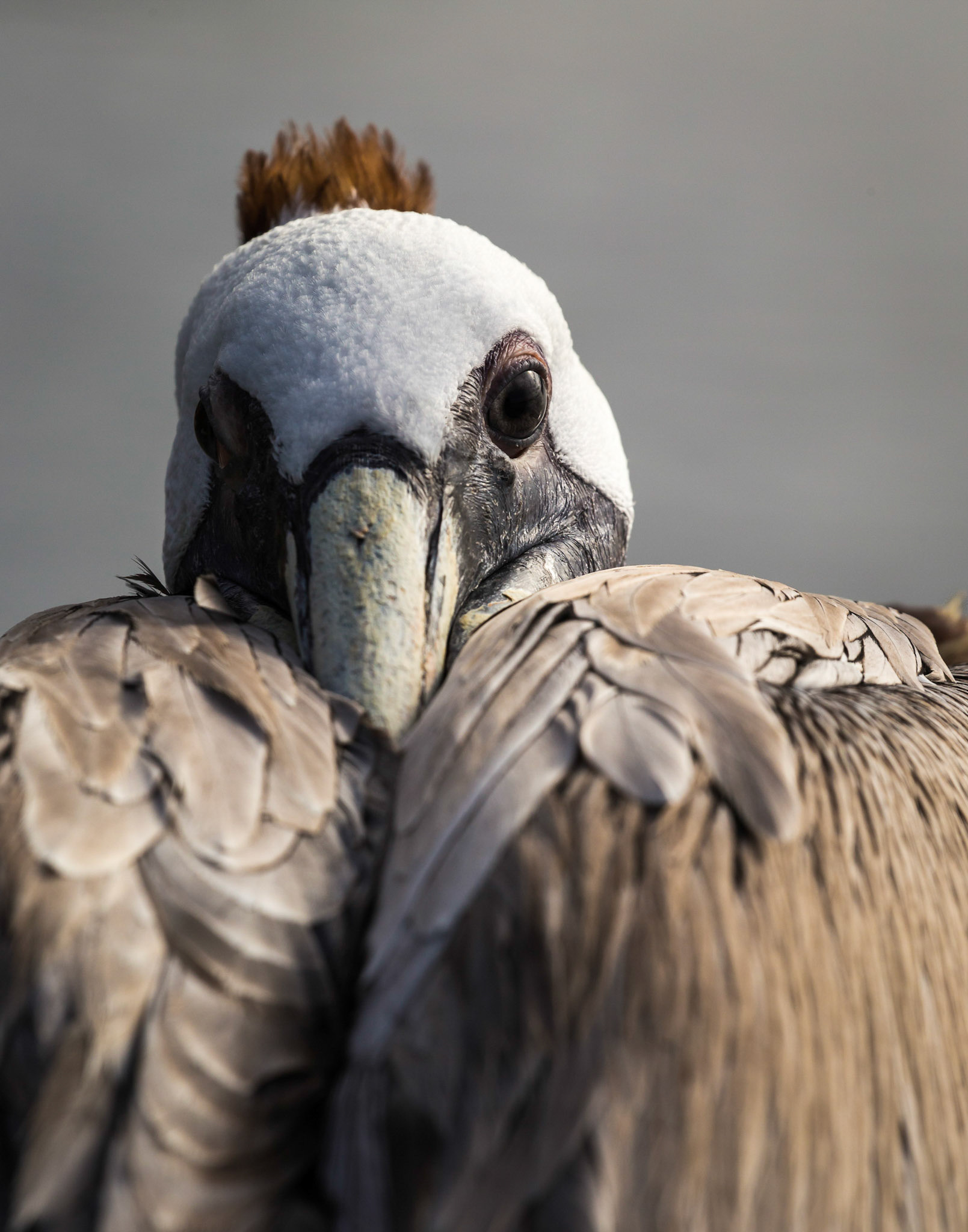 Tucked In - Brown Pelican
