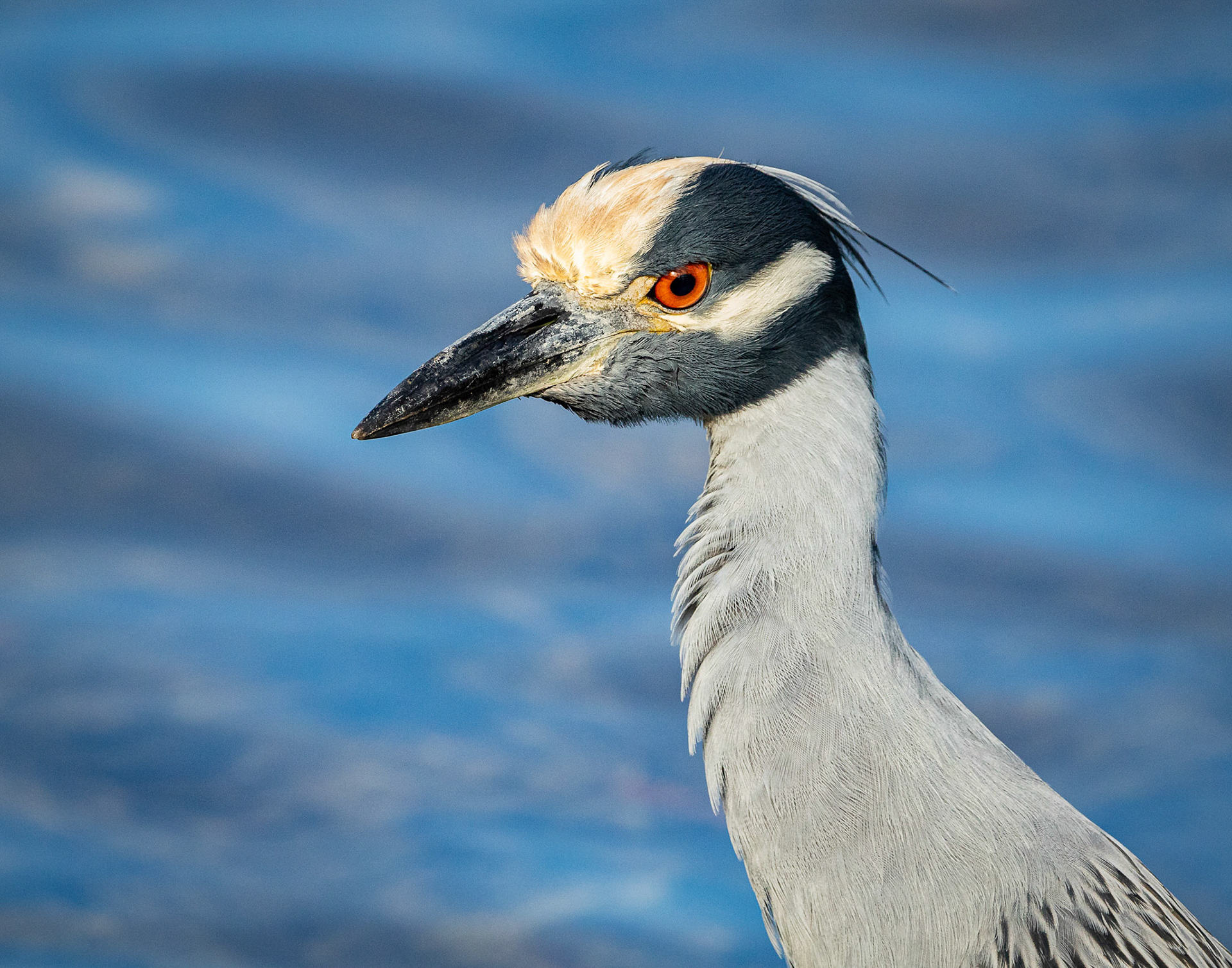 Yellow-crowned Night Heron