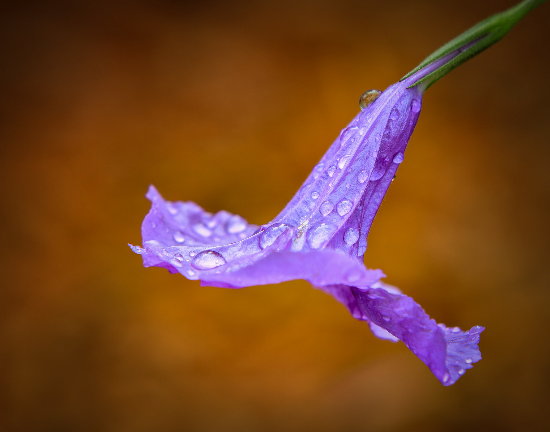 After a Morning Rain - Mexican Petunia