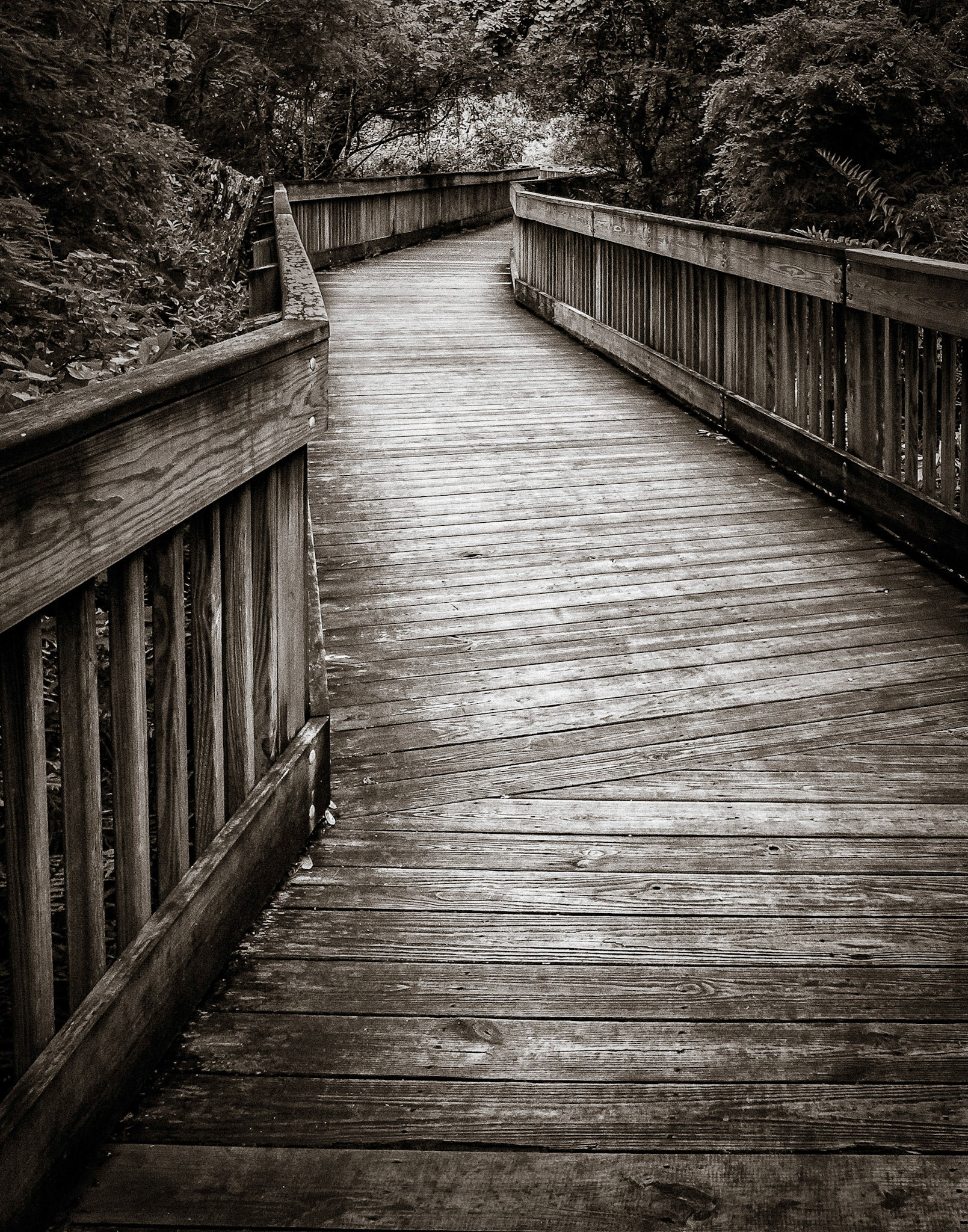 Boardwalk at Sawgrass Lake