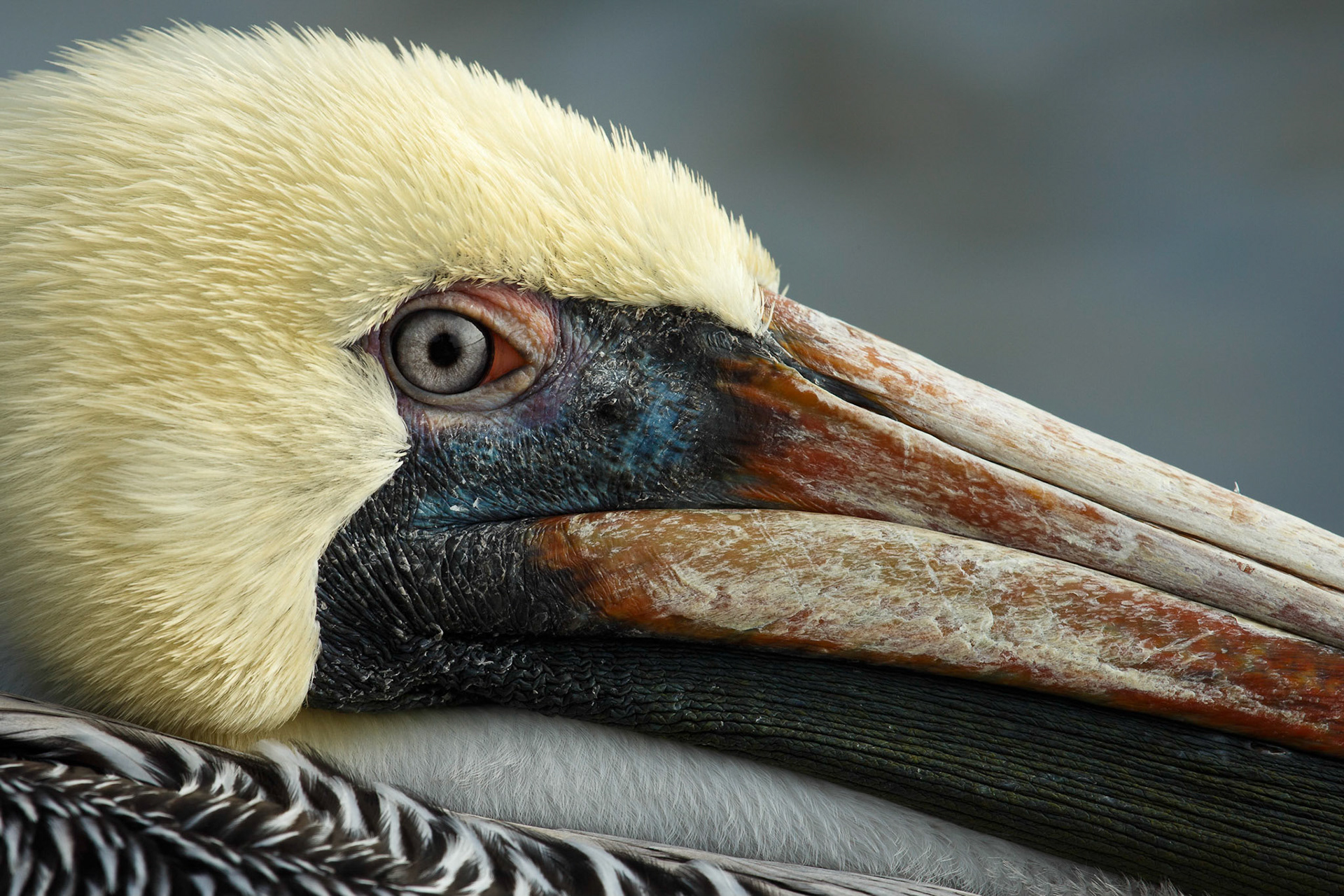 Brown Pelican Up Close