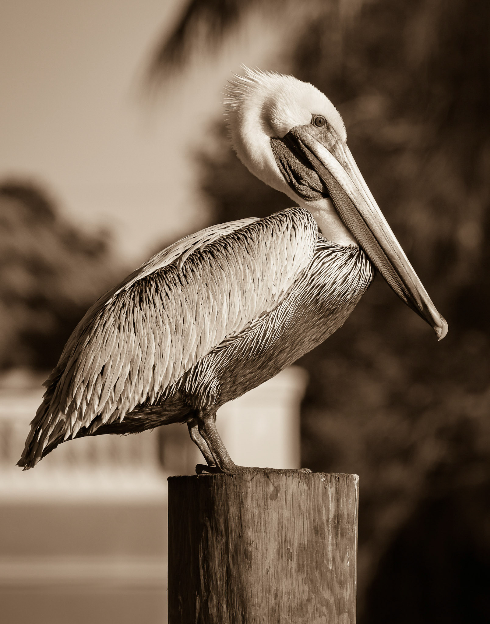 Brown Pelican in Sepia Tone