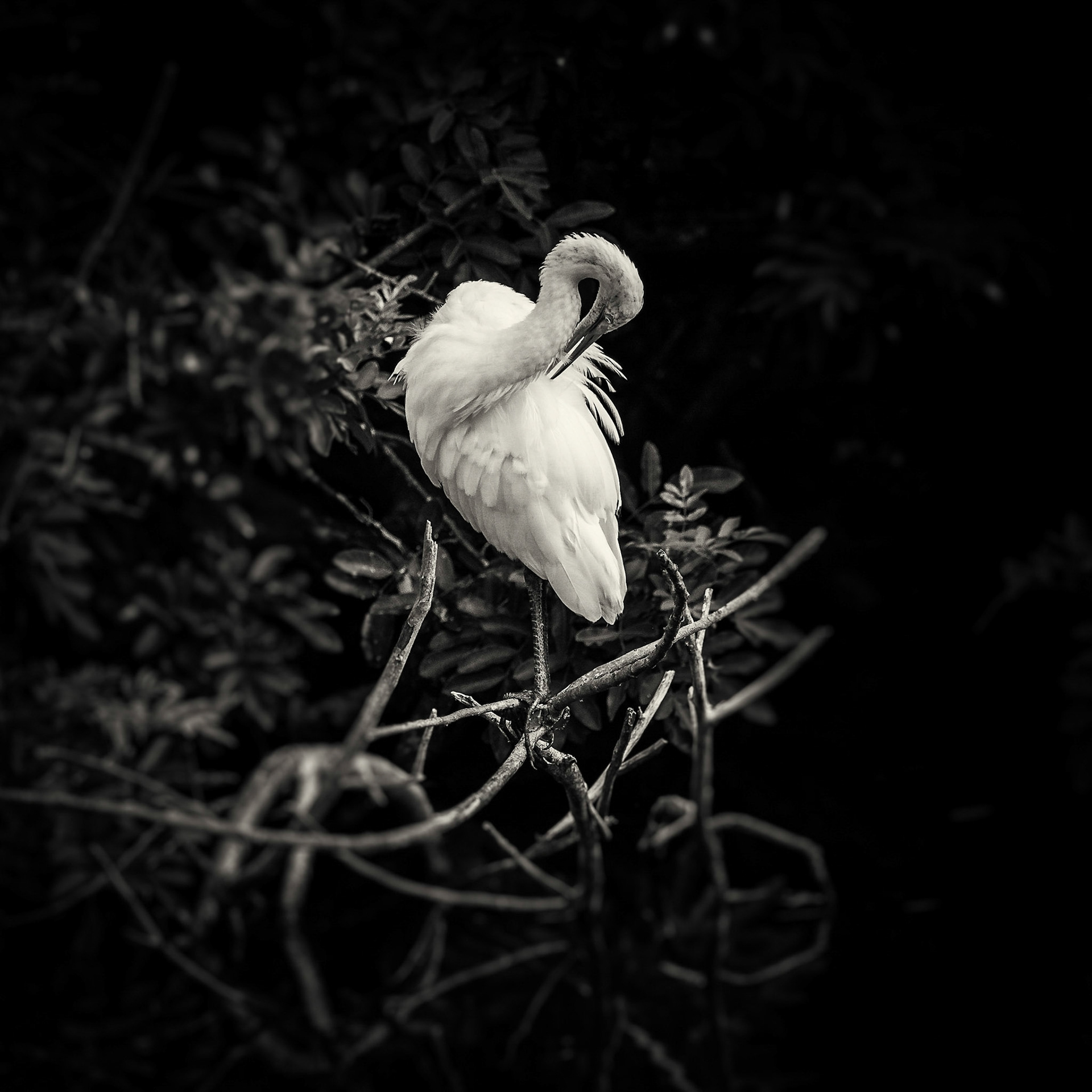 Great Egret Preening in Black and White