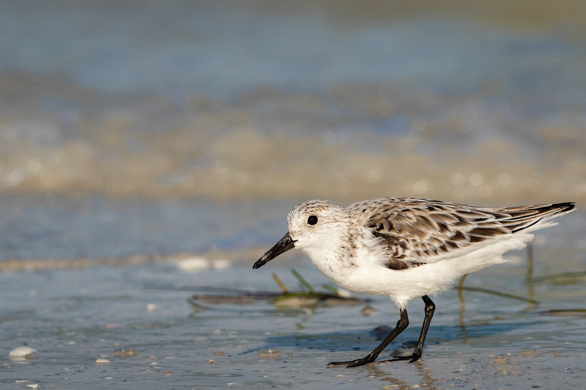 Sanderling