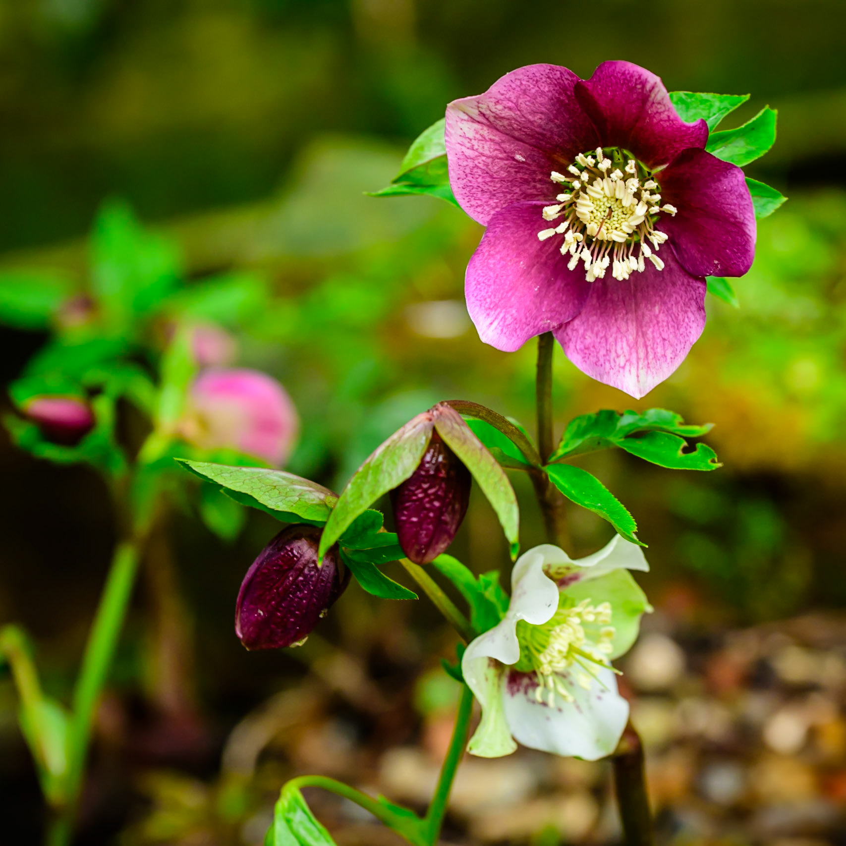 Garden flowers in mid-winter