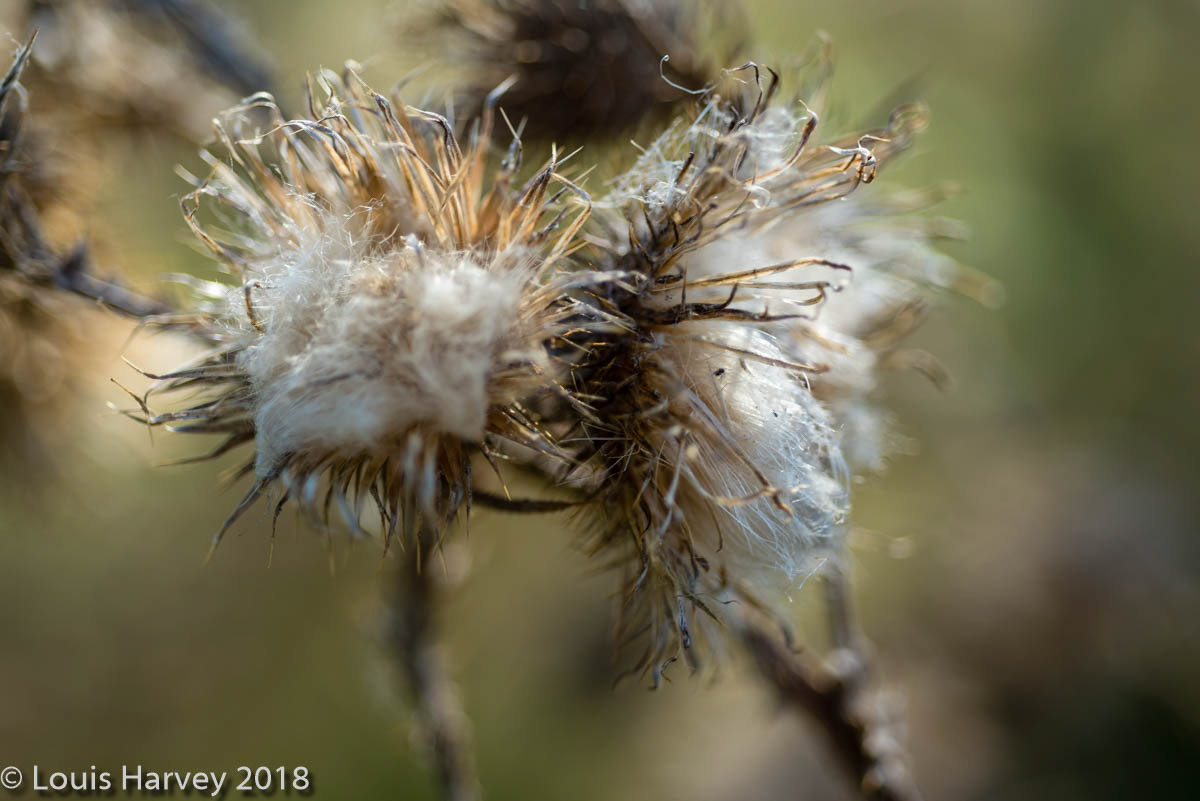 Dried Thistle