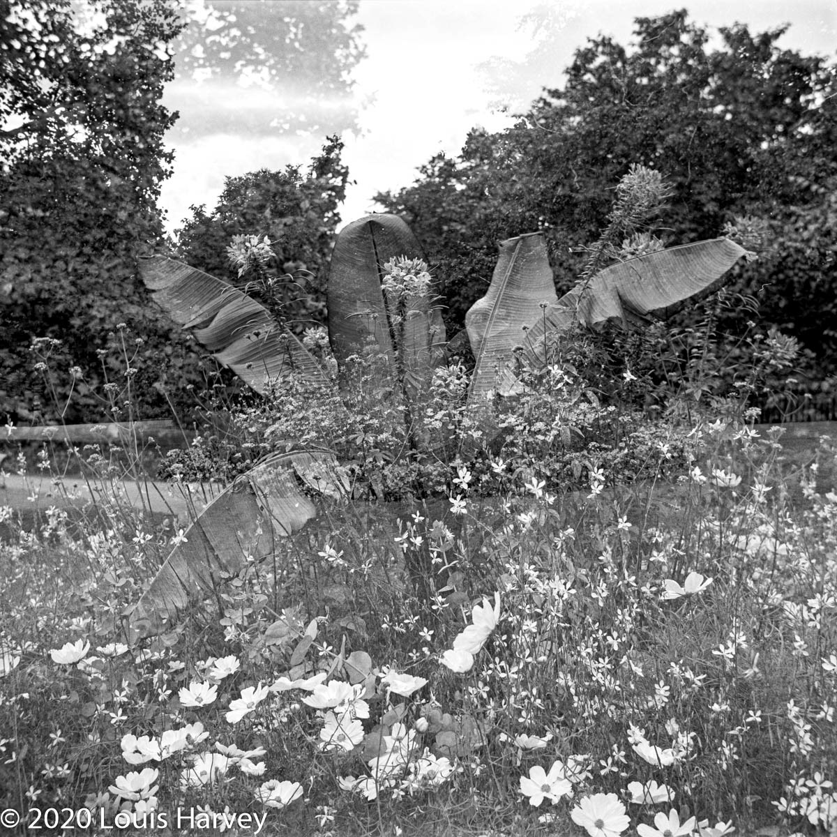 The flower garden