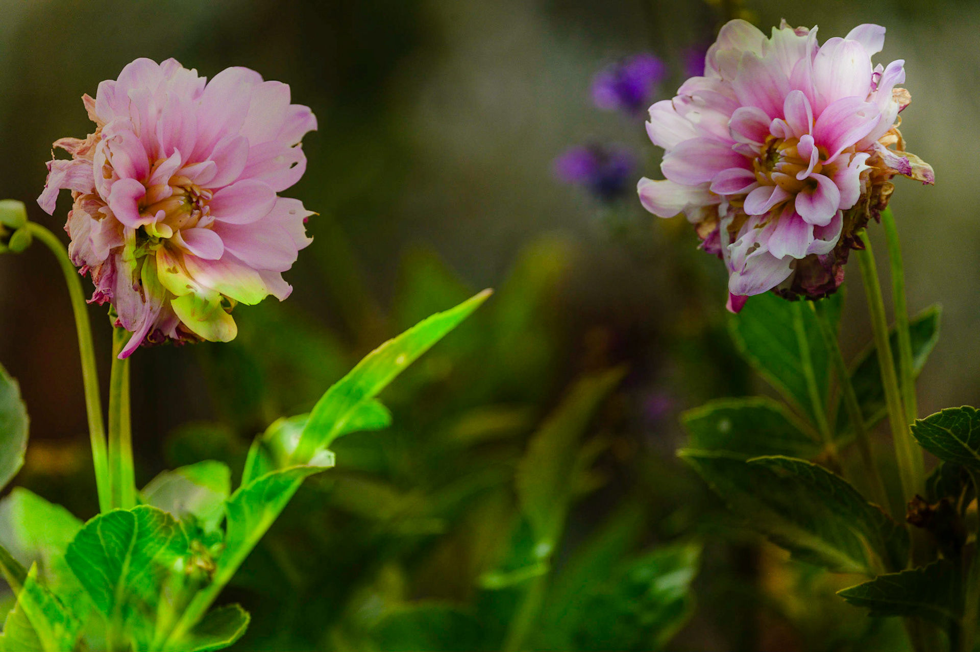 Garden Flowers