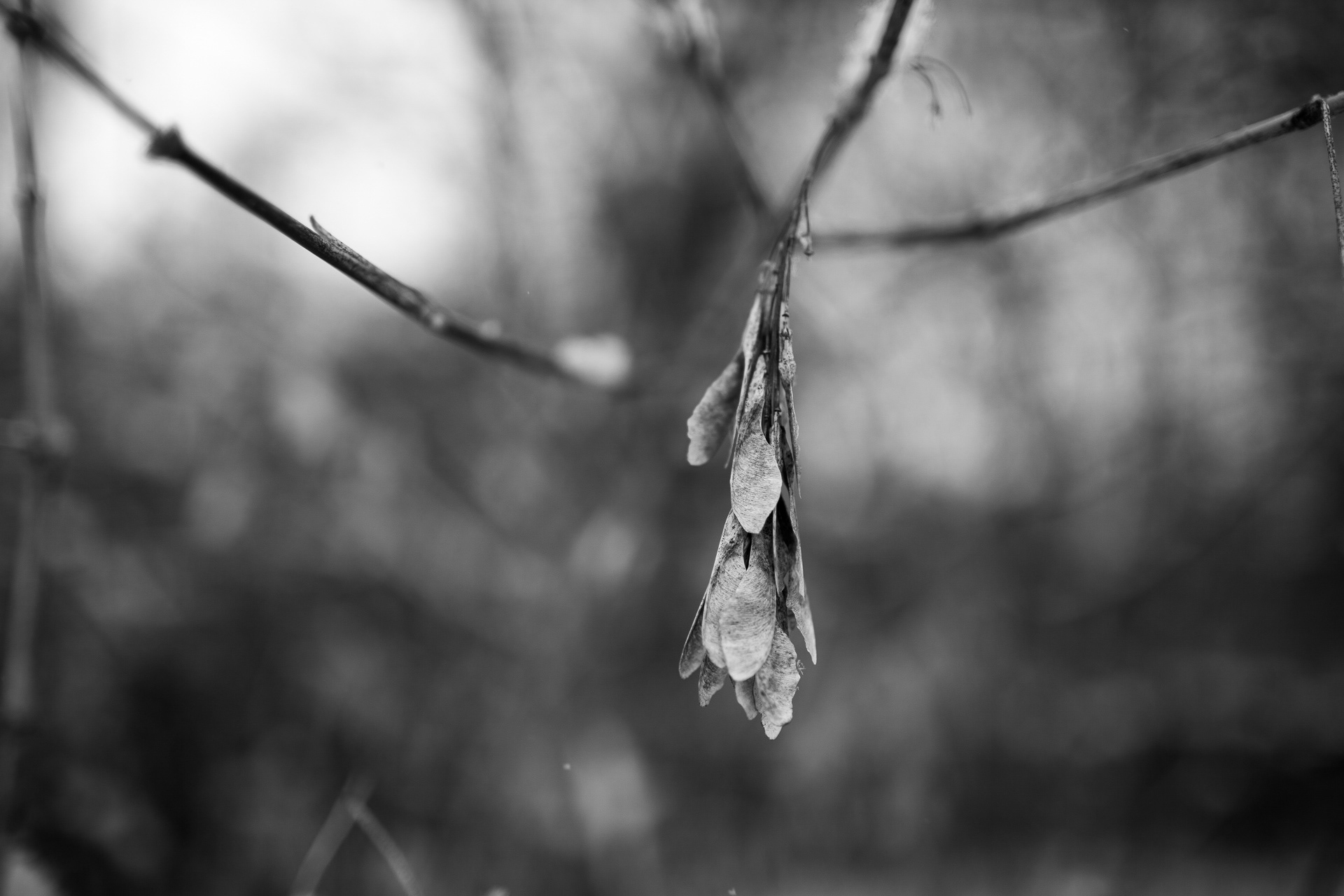 Zdjęcie nr 26 – 06.01.2019