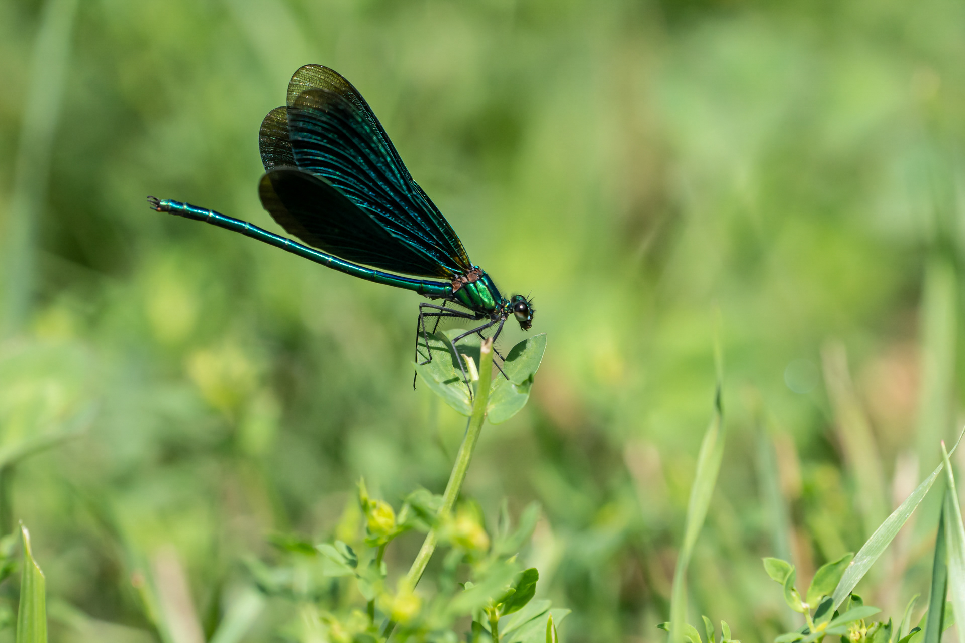 Blaufflügel Prachtlibelle