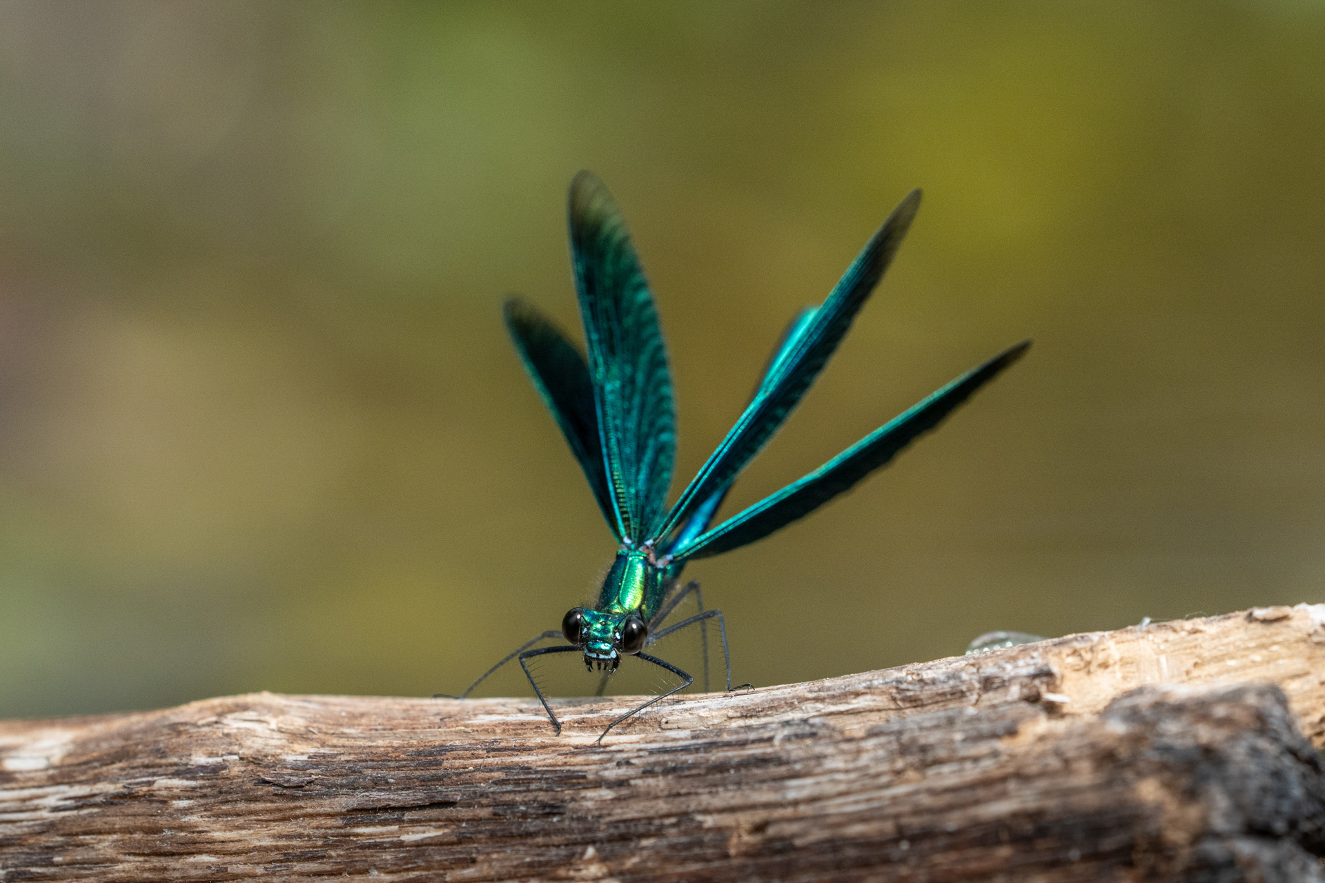 Blauflügel Prachtlibelle