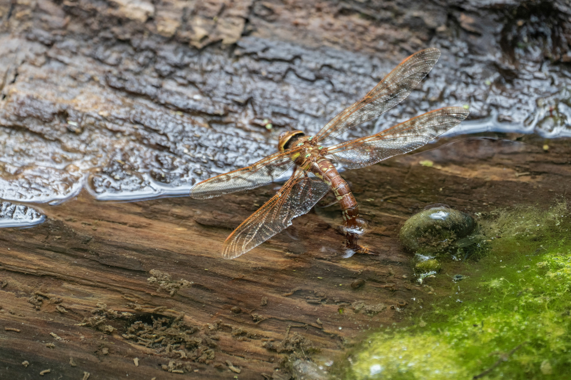 Braune Mosaikjungfer