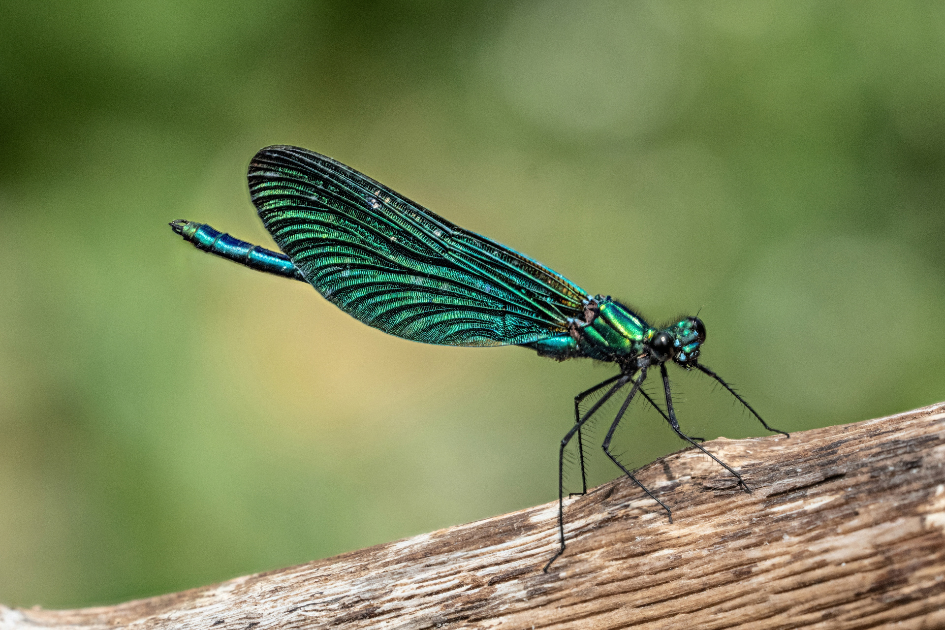 Blauflügel Prachtlibelle