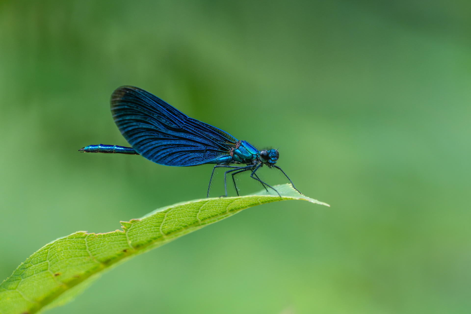 Blauflügel Prachtlibelle