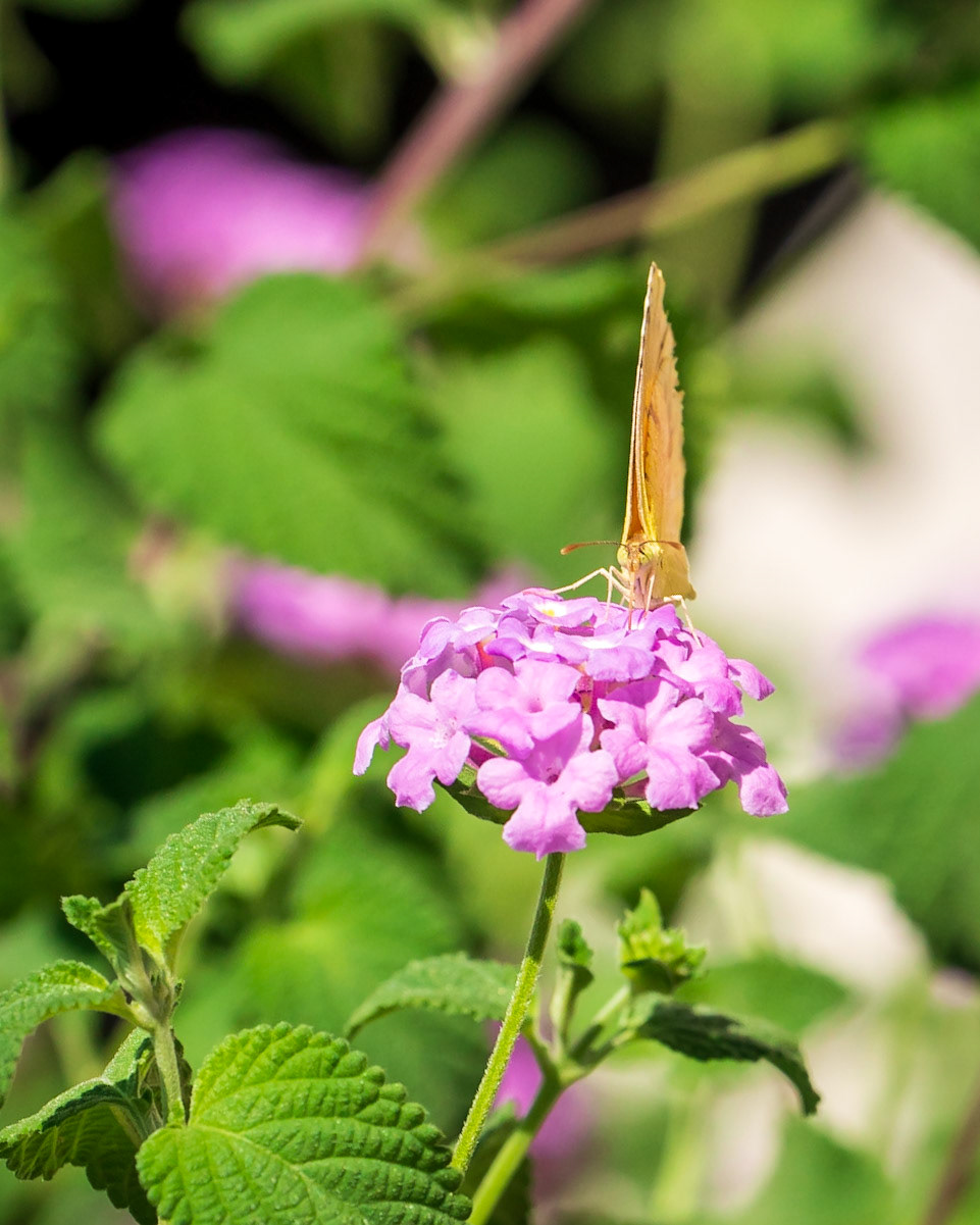 Sleepy Sulfur on Purple Lantana