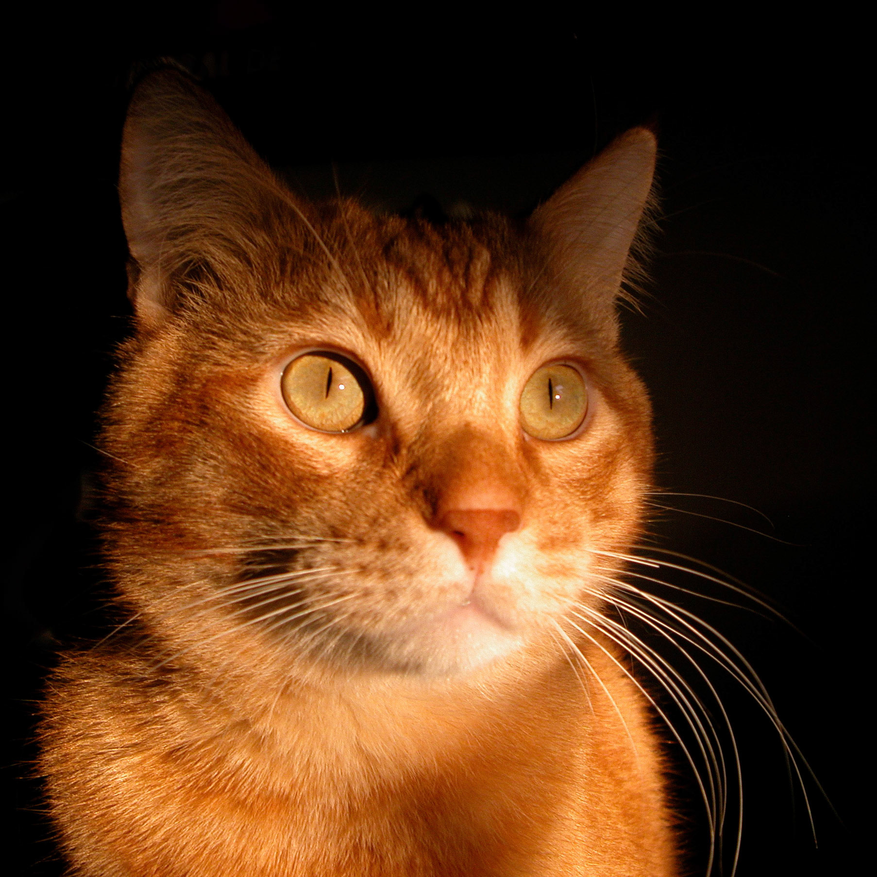 The fine art of cat portraiture.