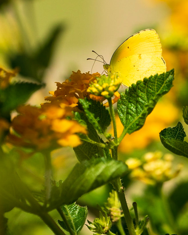 Sleepy Sulfur on Yellow Lantana