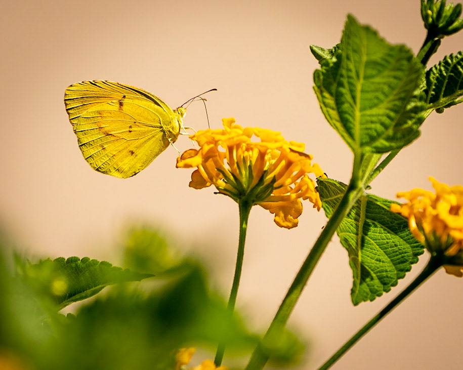 Sleepy Sulfur on Yellow Lantana