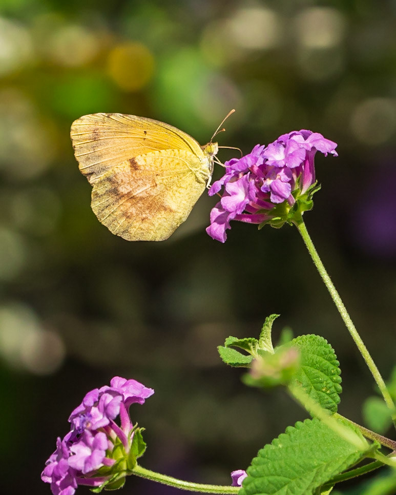 Sleepy Sulfur on Purple Lantana