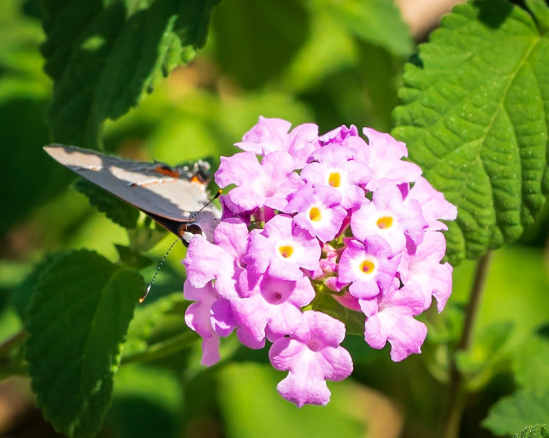 Gray Hairstreak on Purple Lantana