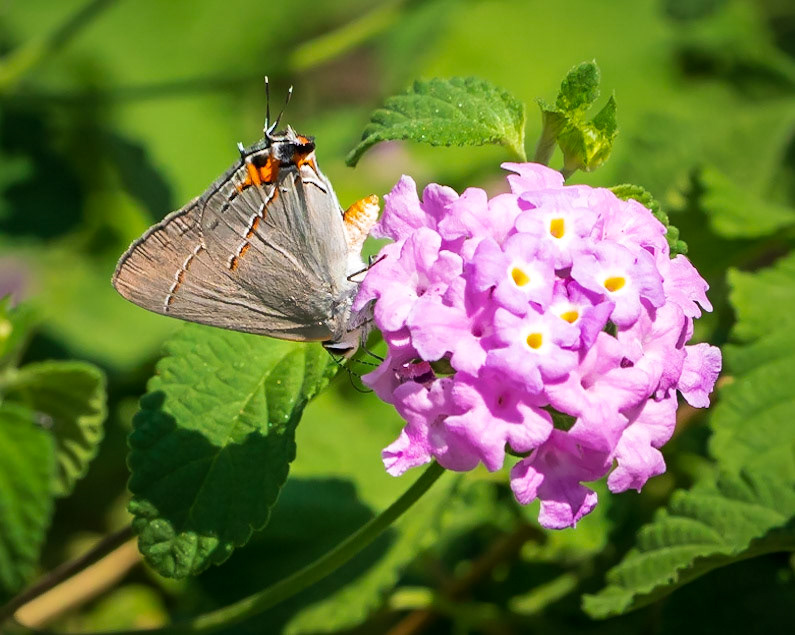 Gray Hairstreak on Purple Lantana