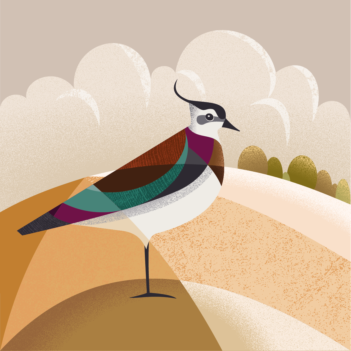 Lapwing