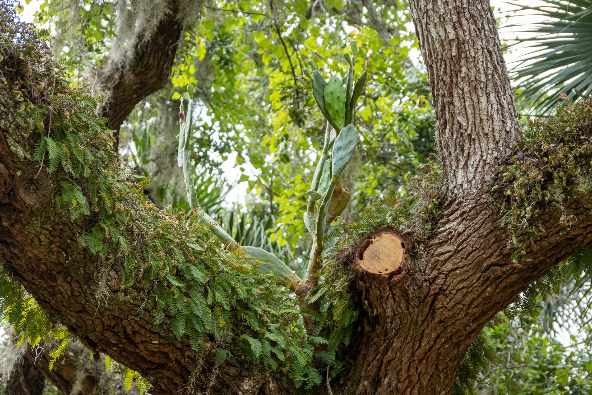 Unique - kacteen growing up in the tree