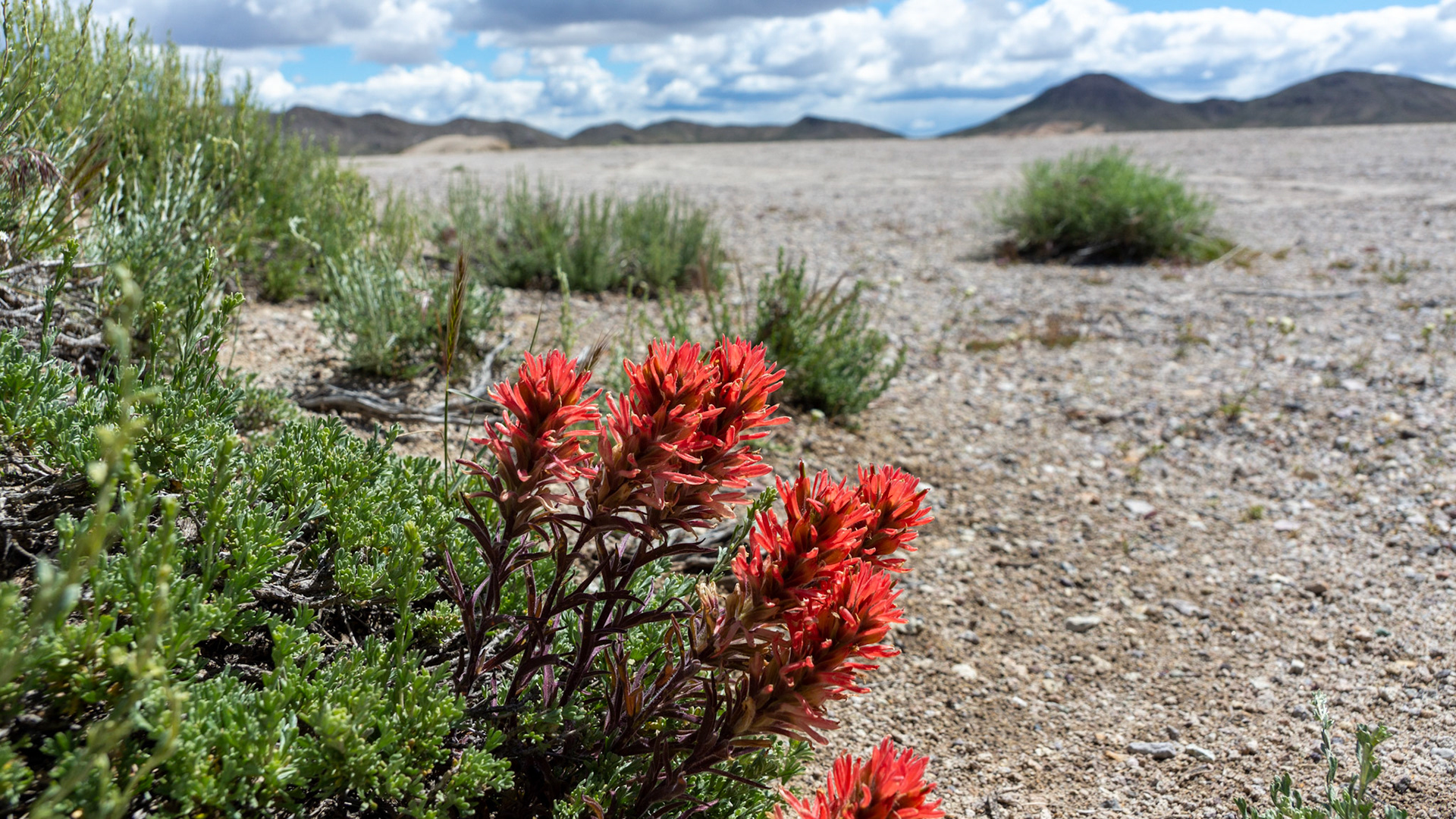 BLM Tonopah Dispersed