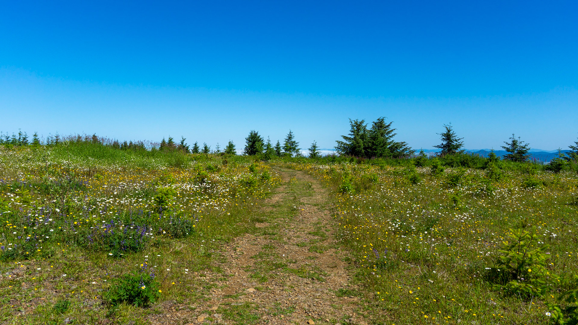 Mount Hebo View Point