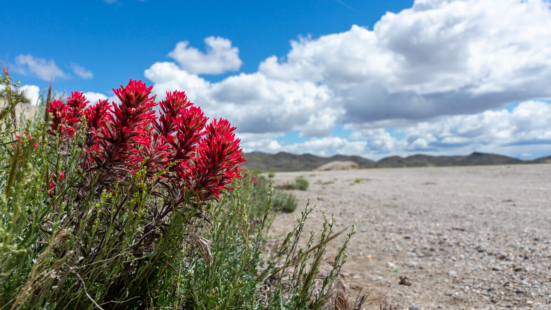 BLM Tonopah Dispersed