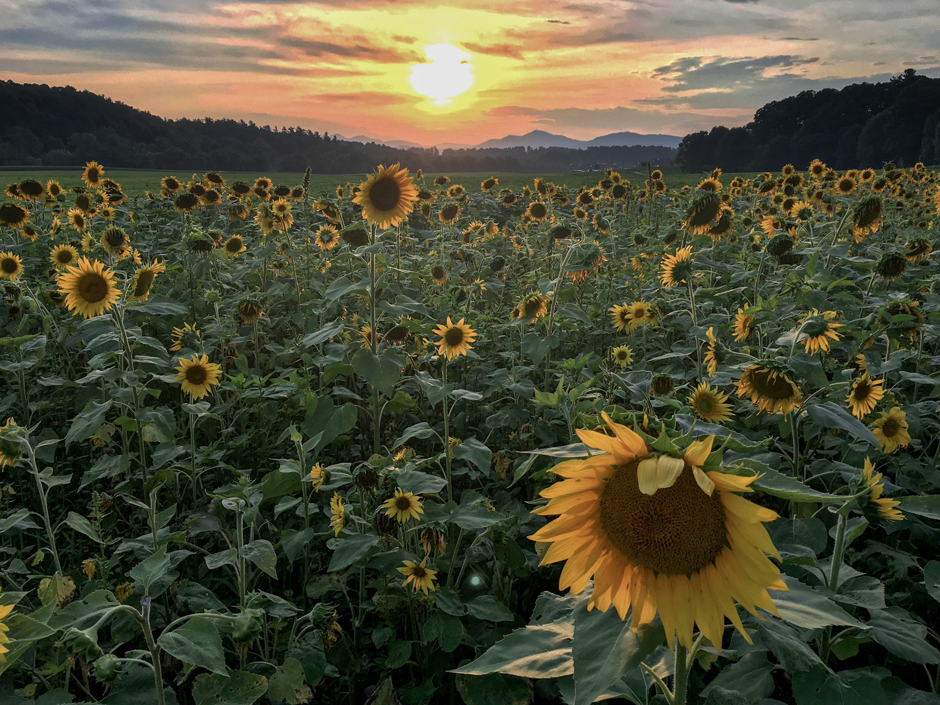 Biltmore Estate in Asheville