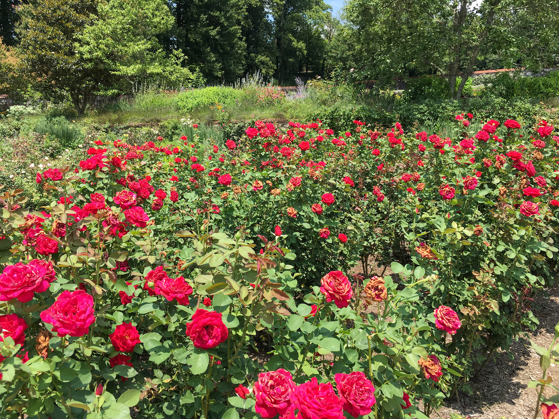 Biltmore Estate in Asheville
