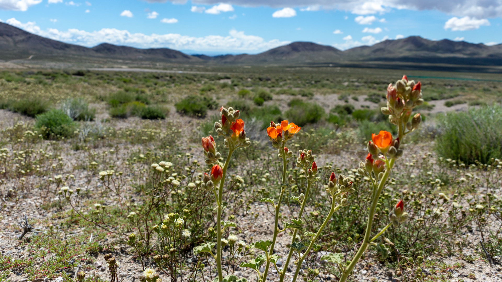 BLM Tonopah Dispersed