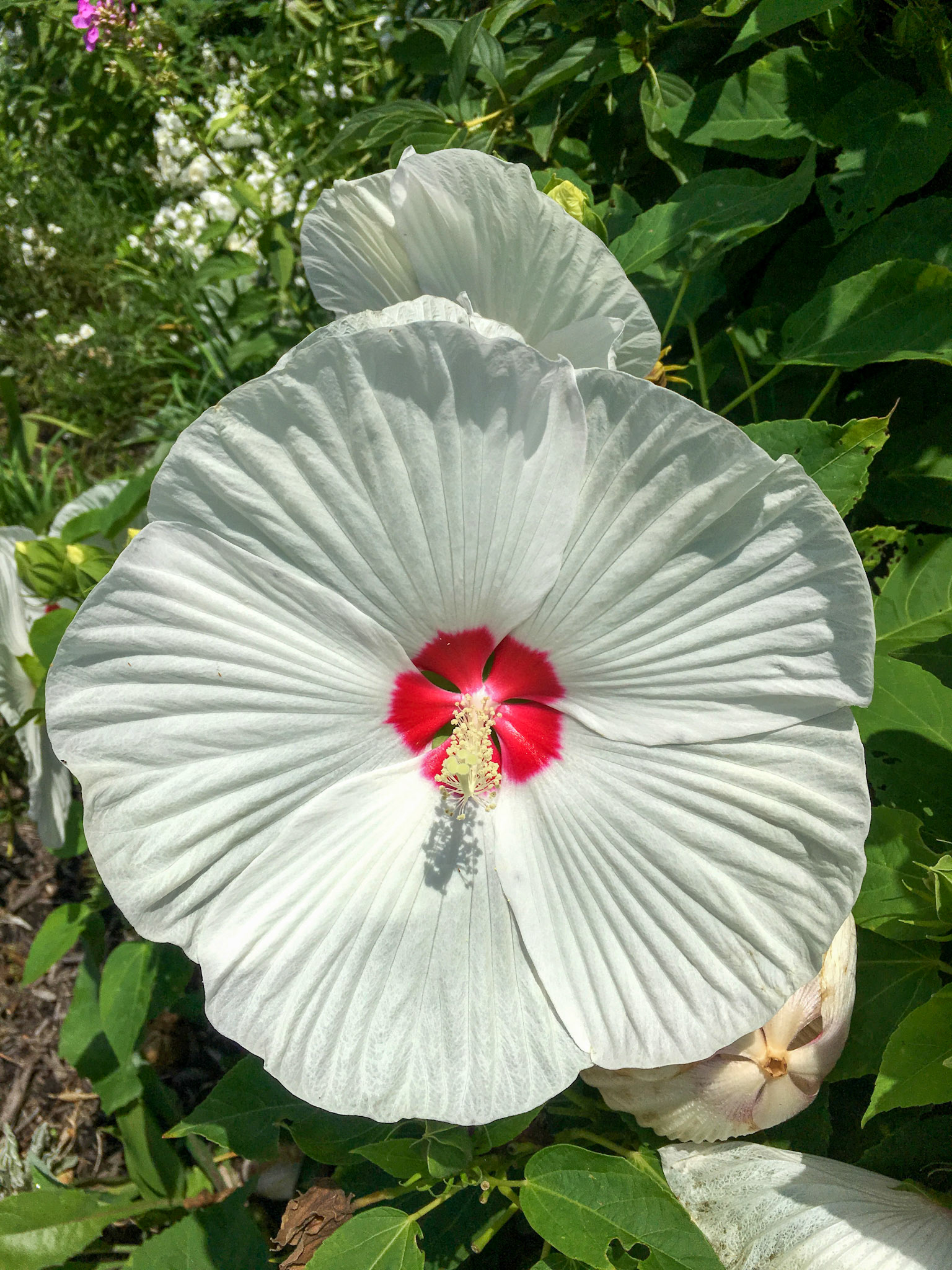 Biltmore Estate in Asheville