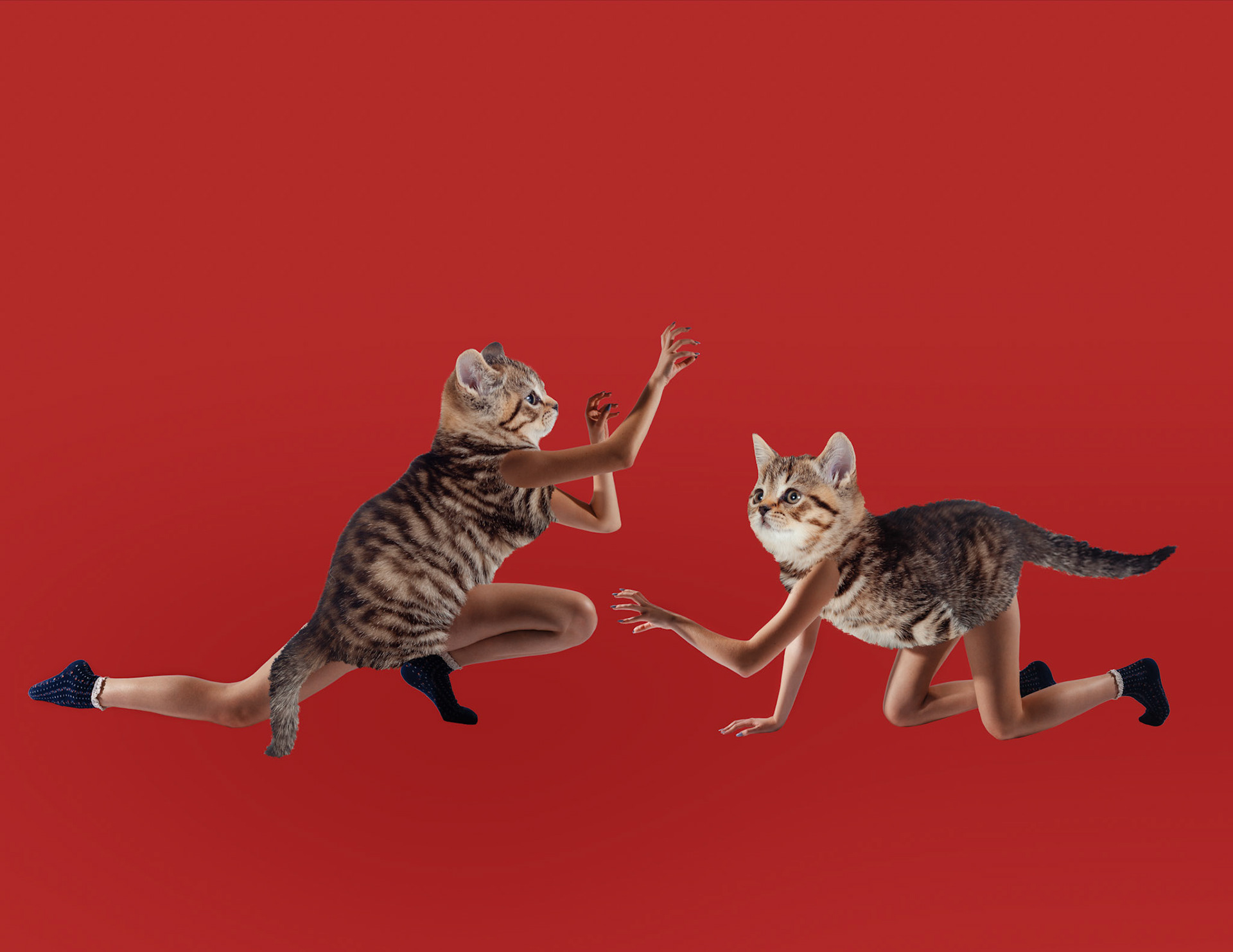 two little kittens playing together