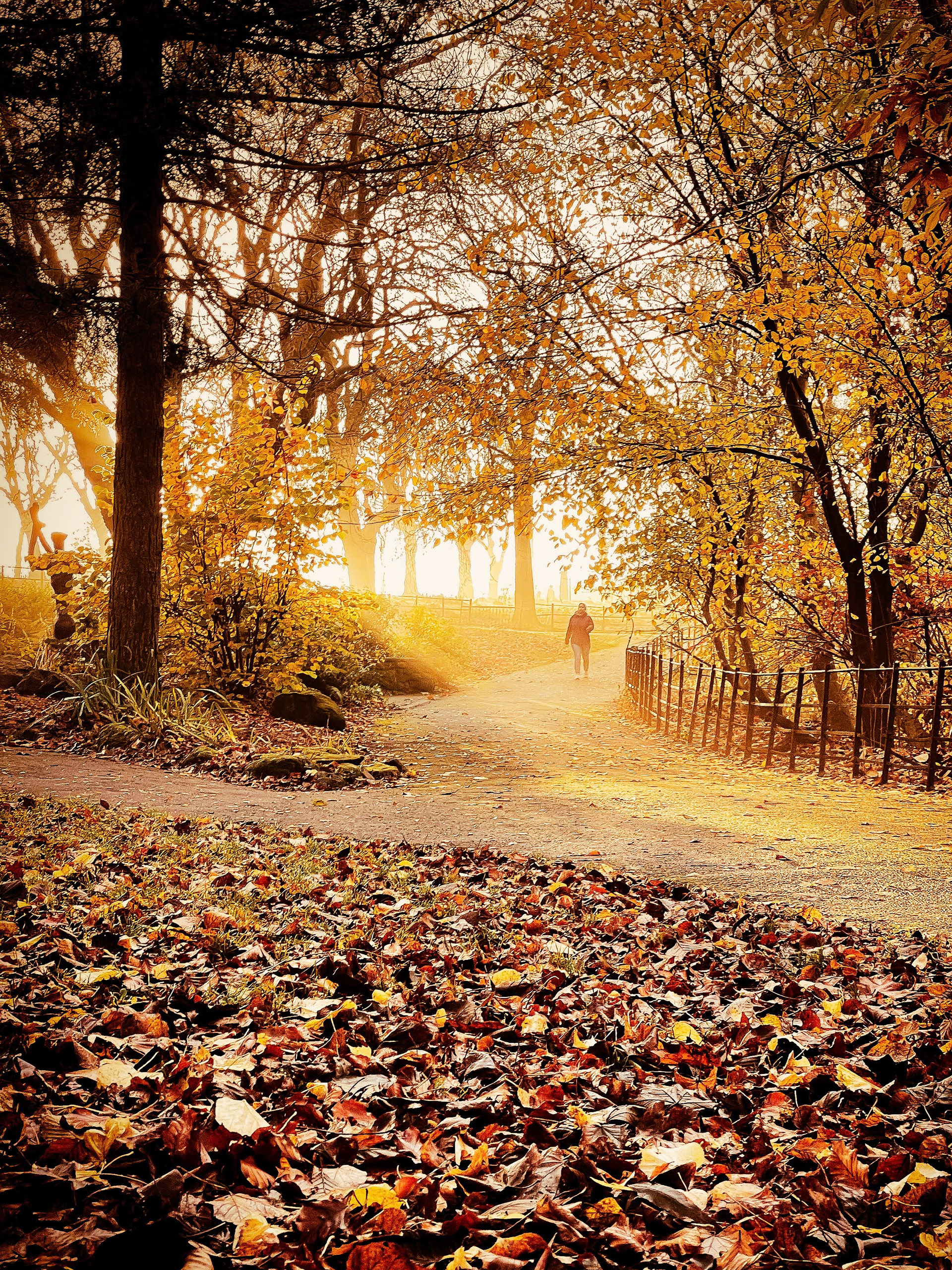Autumn Leaves- Kelvingrove Park