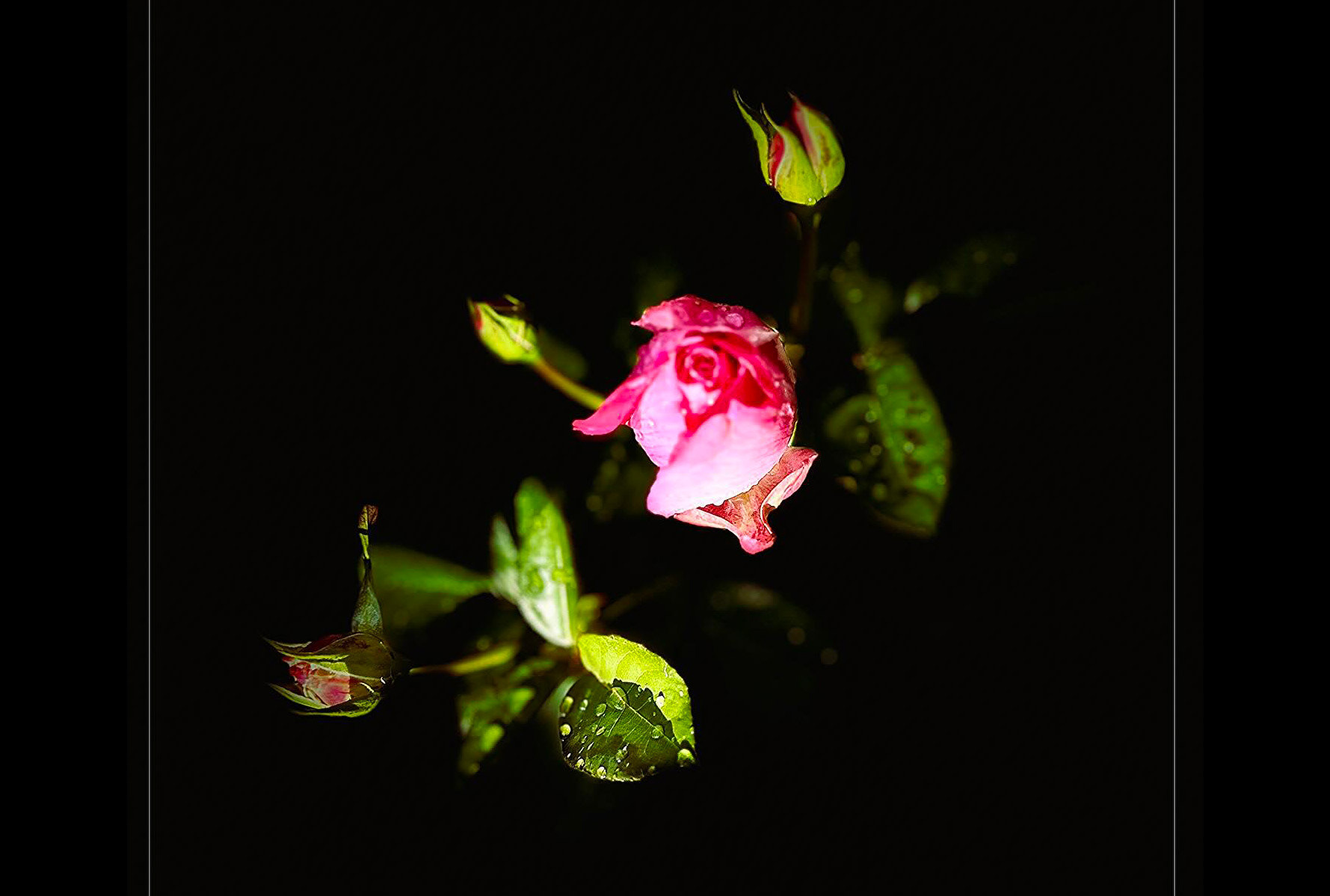 LA MIA ROSA - PH. LORELLA C.