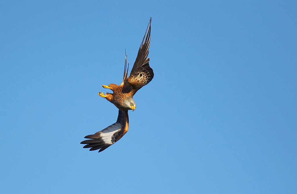 Red kite starting to dive to pick up food, Wales