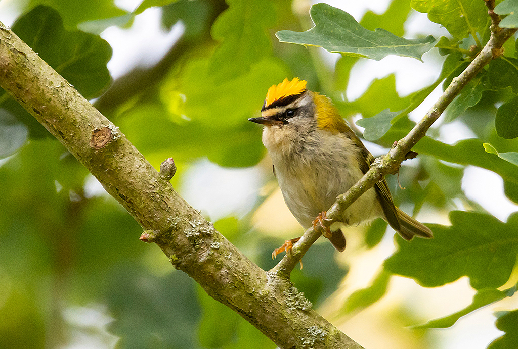 Firecrest 