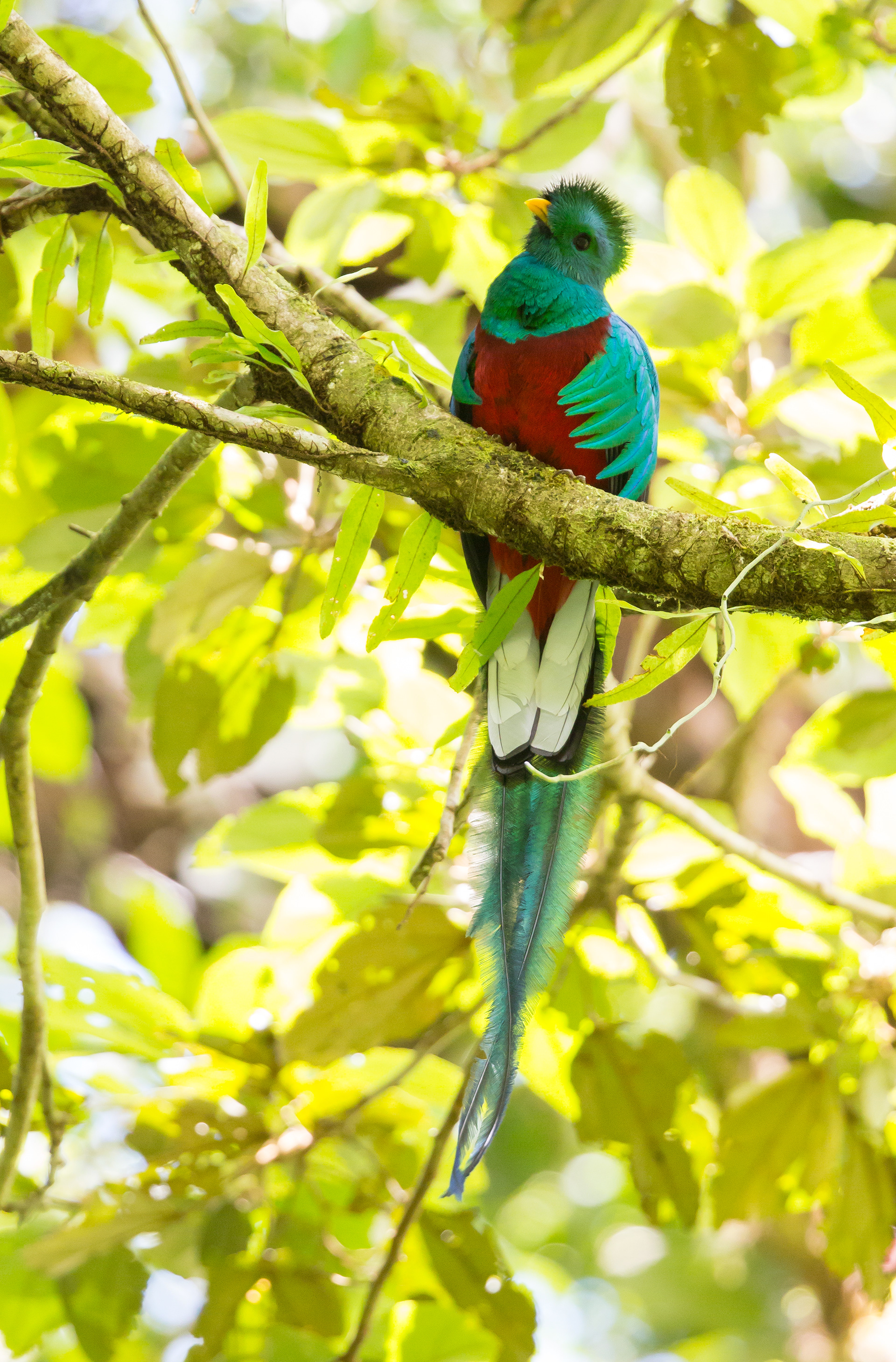 Resplendent quetzal,  Monteverde Cloud Forest