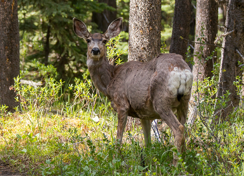 Mule Deer, Jasper National Park
