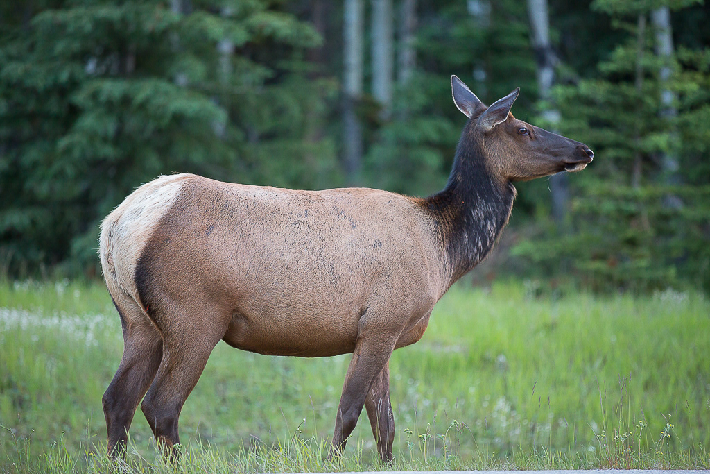 Elk, Jasper National Park