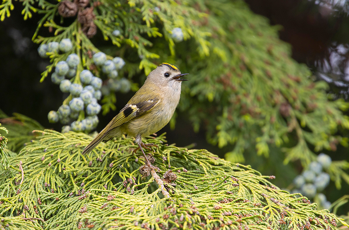 Goldcrest singing in conifer